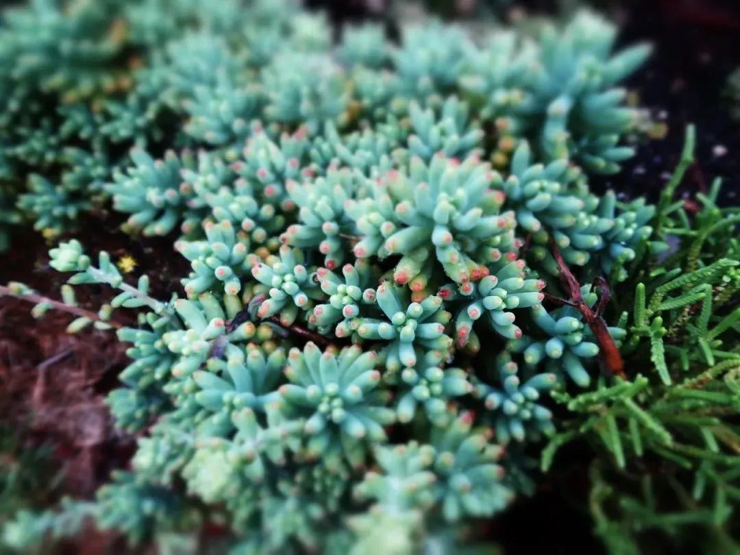 4位鼎石女生的科学梦