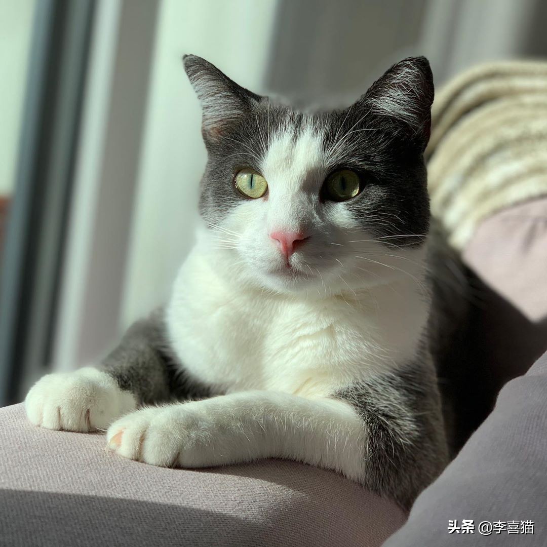 如何让猫咪与猫咪之间好好相处,陪猫咪玩注意事项