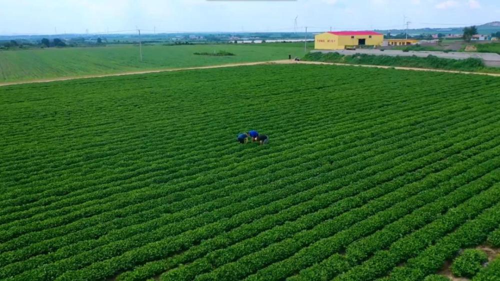 民族品牌的骄子为什么是鲁花,食用油第一名鲁花