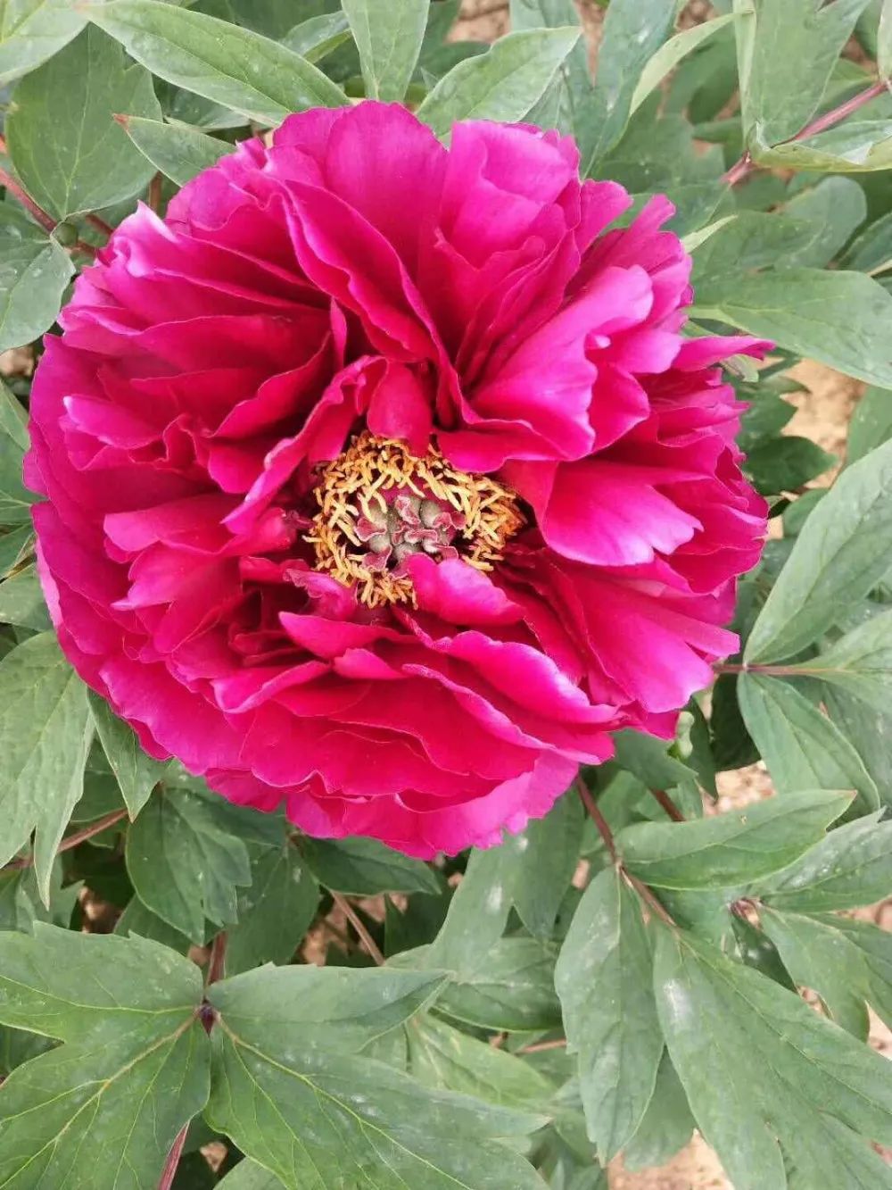 华酝牡丹园紫藤花,华酝牡丹园格桑花