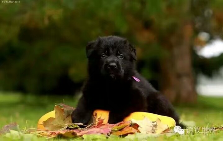 德国牧羊犬图片霸气大全集,德国牧羊犬图片精品