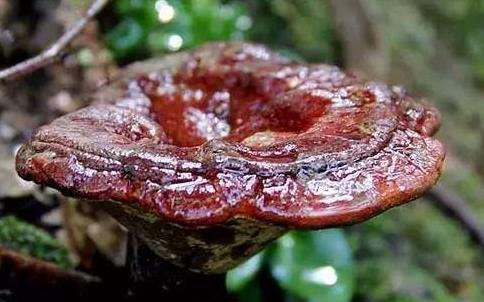 灵芝煎水可以长期喝吗,水灵芝泡水功效与禁忌