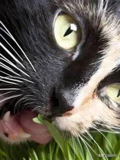 猫咪不吃肉肉怎么办,猫咪不吃鱼吃草怎么办