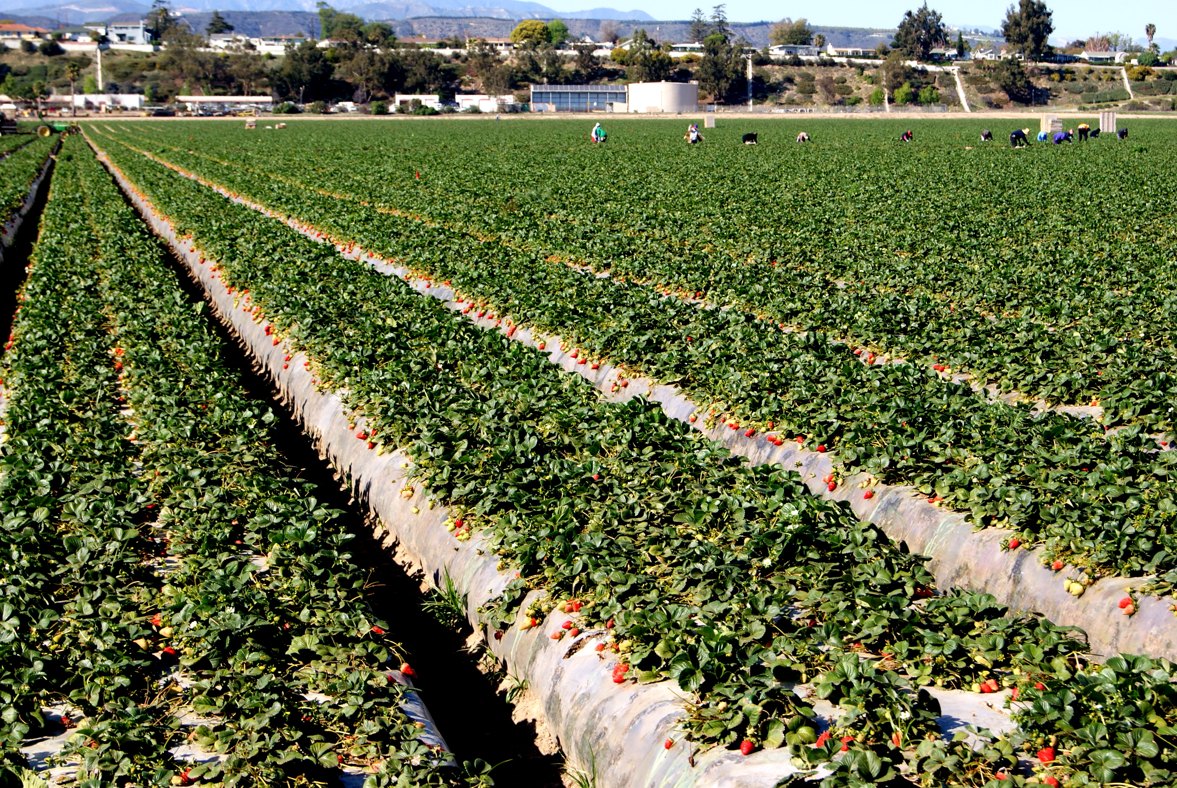 美国加州现状怎么样,加州在美国是怎样的一种存在