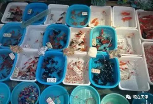 天津哏儿都的好去处,天津哏儿都