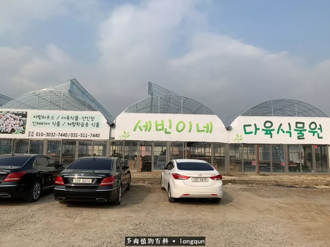 肉叔带你走遍韩国多肉大棚,记一次精彩的采摘之旅