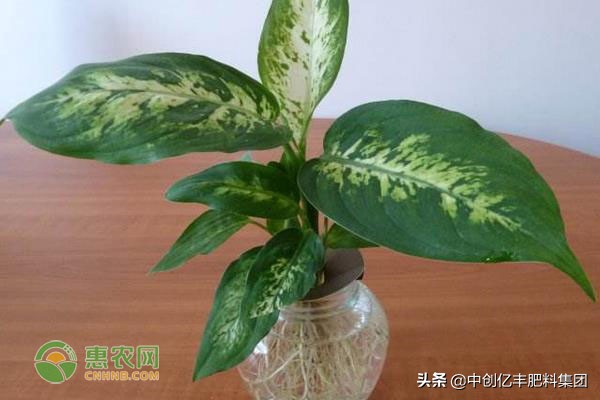 花叶万年青怎么养才茂盛,家里养的万年青开花了有什么征兆