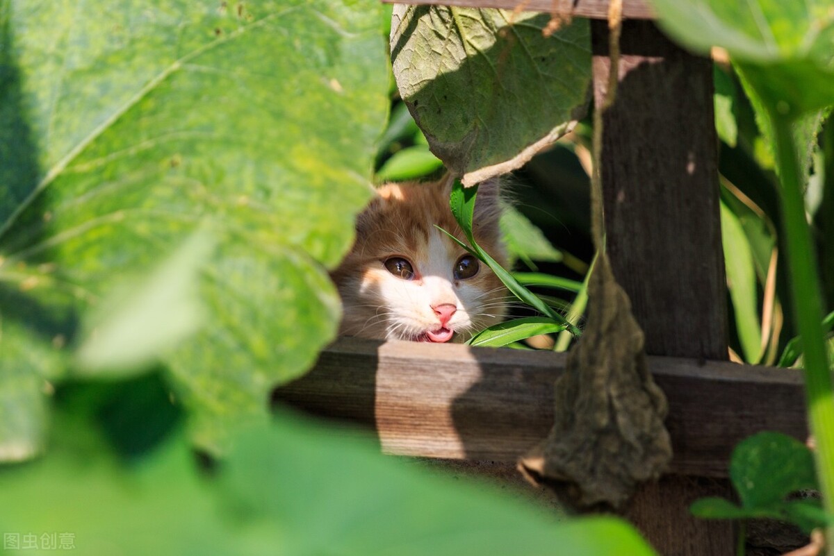 猫咪发情怎么办,母猫发了情不管它可以吗