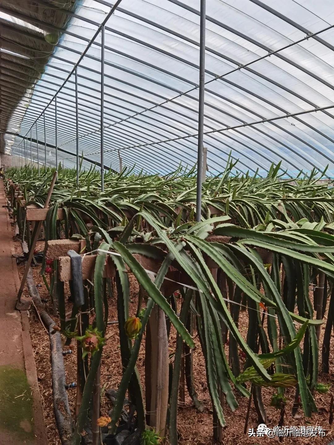 白莲镇火龙果采摘,火龙果采摘园欢迎您的到来