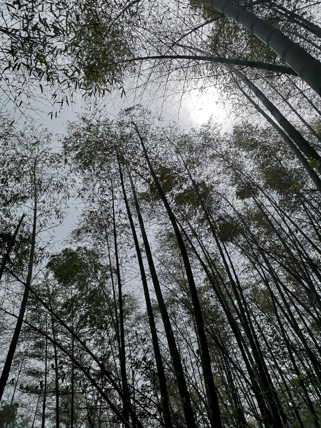 竹林深处探宝——只为了那一棵黄精