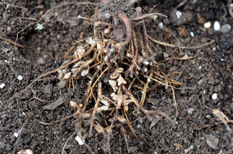 十万个为什么植物为什么要落叶,落叶植物为什么到了冬天会落叶