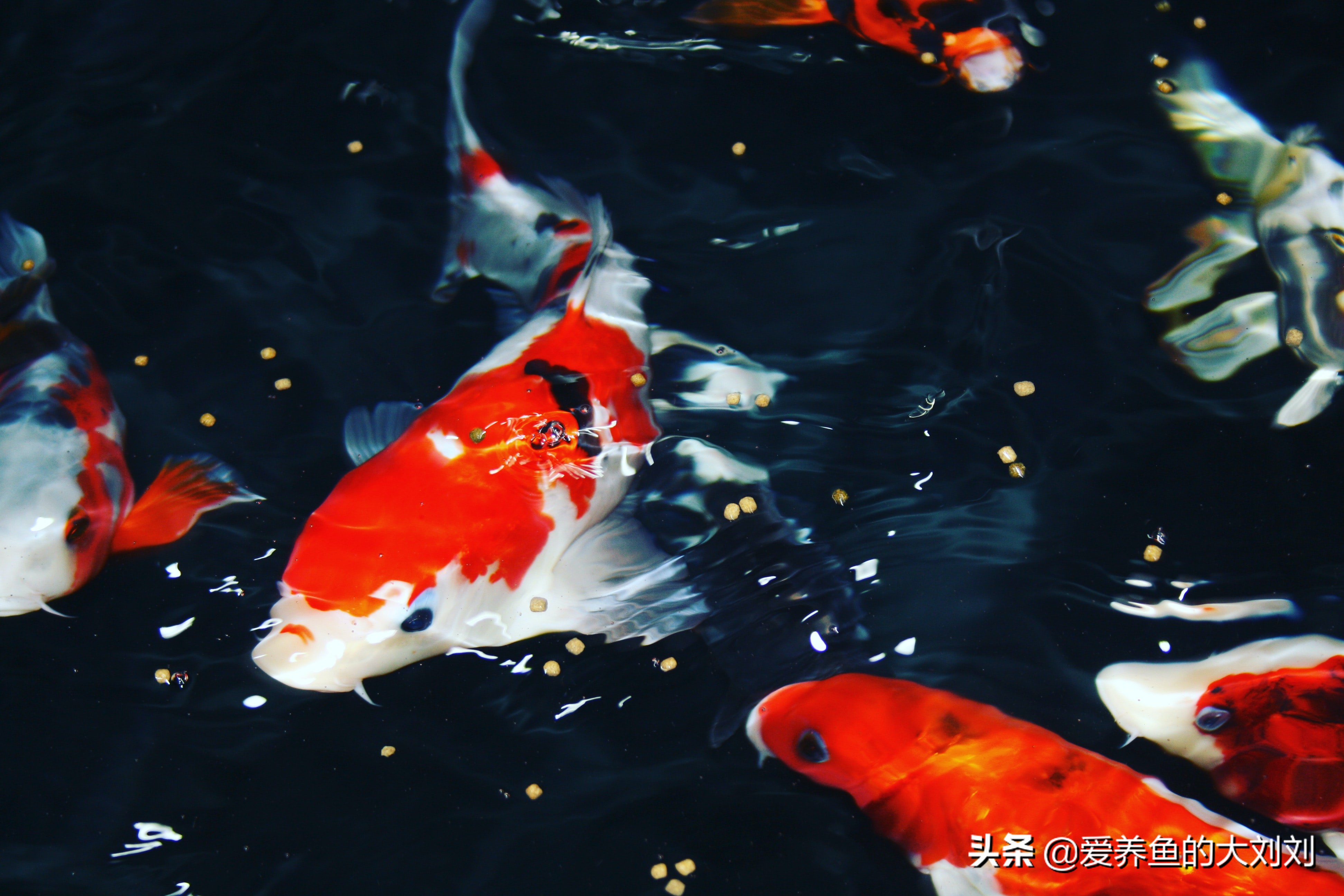 养鱼密度大注意事项,养鱼密度大需要注意什么