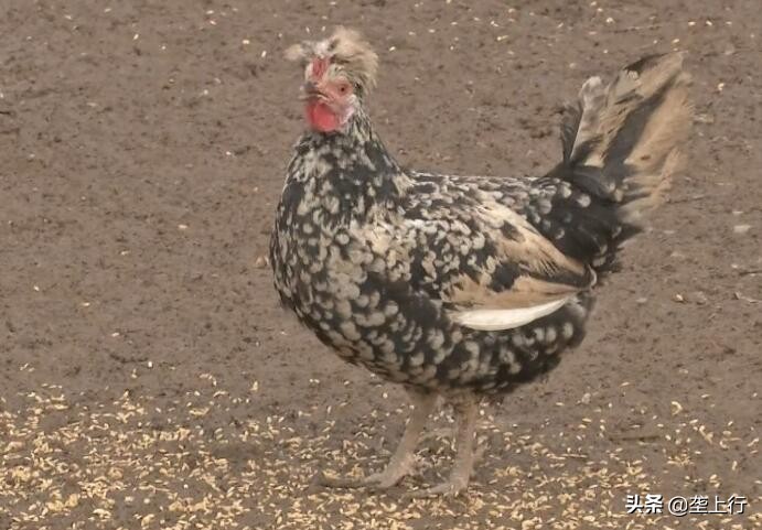 24岁小伙养鸡创业一年纯收入560万,胖小伙回家养鸡一年狂赚80万