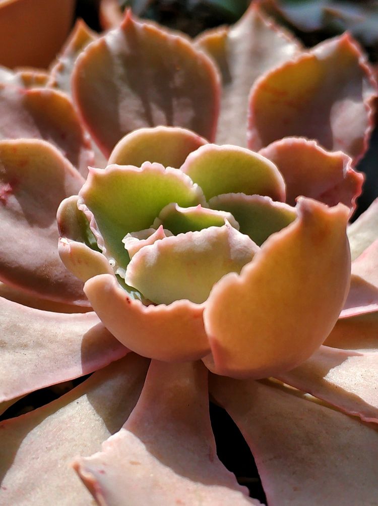 记录多肉长大的全过程,记录所有多肉成长过程