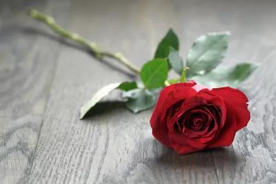 中药情书--哲眼看中医