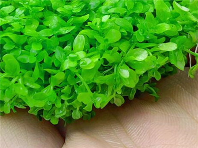 趴地矮珍珠怎么种长得快,趴地矮珍珠如何长得快