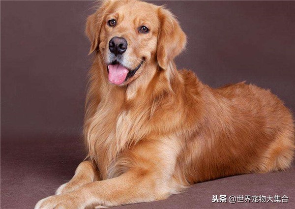 饲养金毛一个月需要多少钱,农村小金毛幼犬的饲养方法