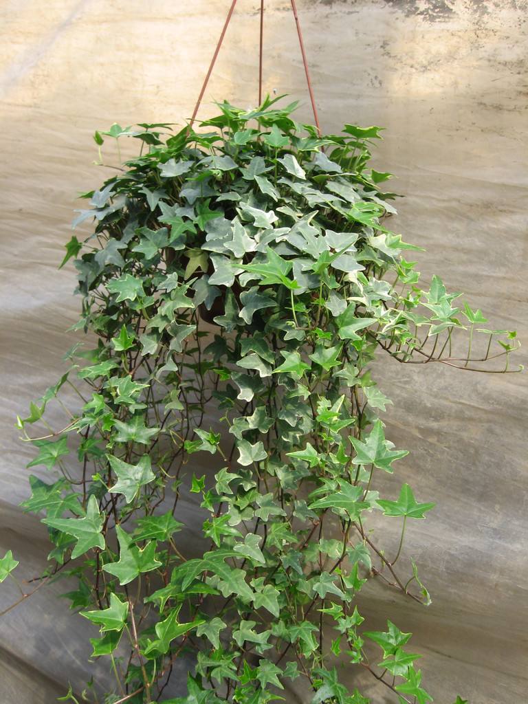 绿萝发财树龟背竹天冷可以浇水吗,夏天绿萝龟背竹还适合在院子里吗