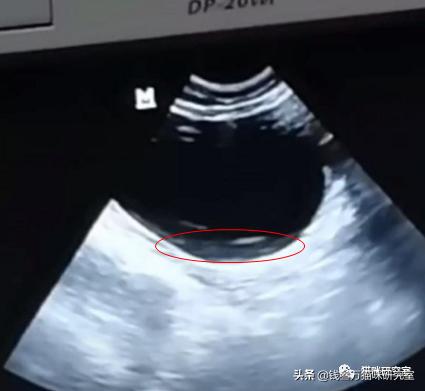 巅峰罐头分析，罐头和猫粮没什么区别，1份猫粮+4份水=罐头