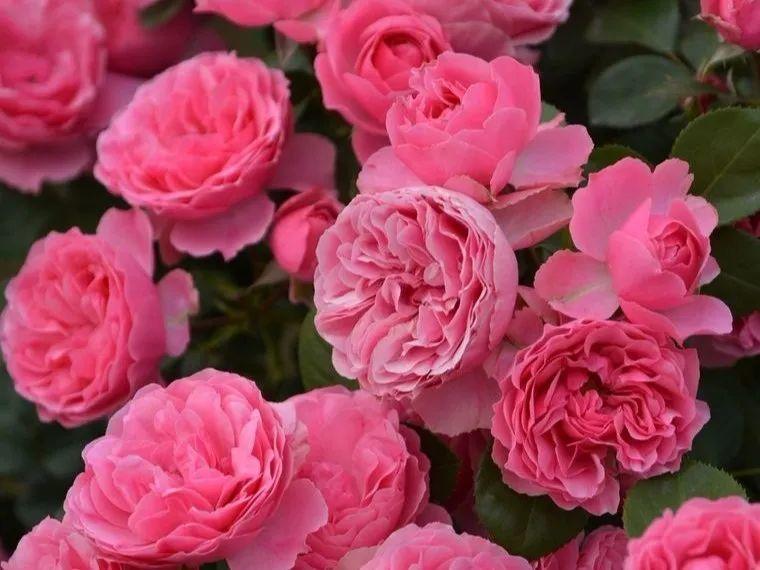 20种必买月季品种图片,网购月季有哪些品种好活