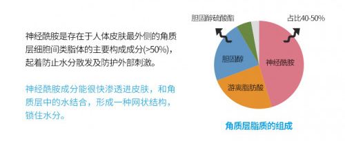神经酰胺是蛋白质吗,神经酰胺是一种什么成分