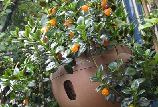 金鱼吊兰怎么养能养成老桩,怎样养殖金鱼吊兰才会花开旺