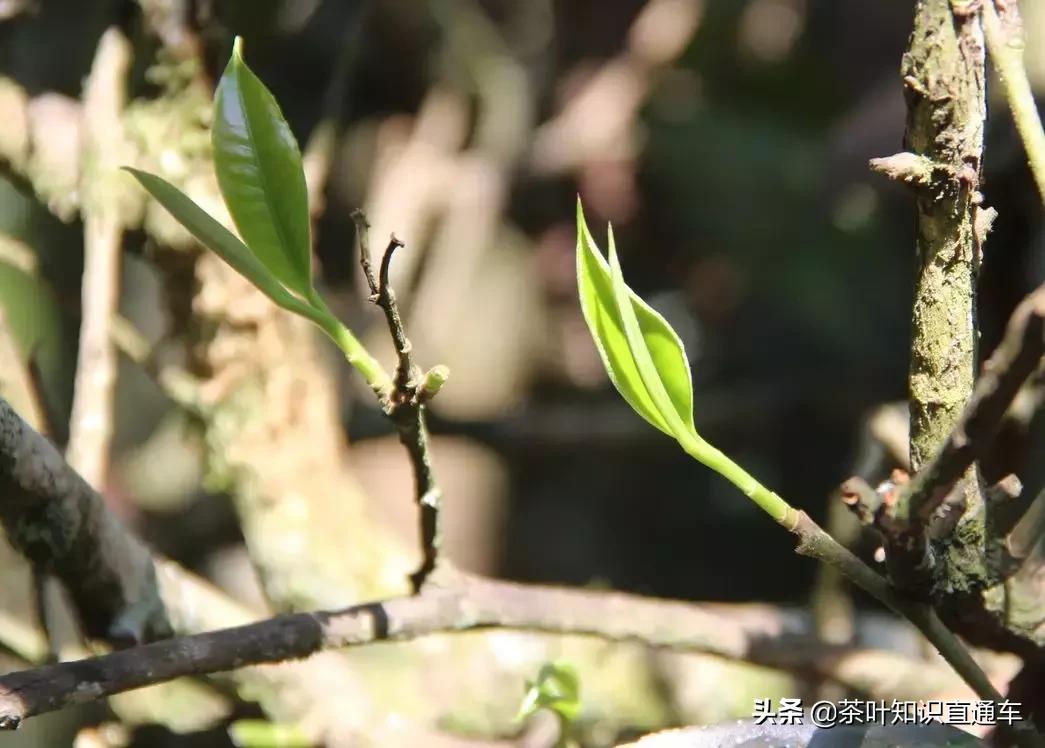 有茶梗的岩茶是劣质茶吗,茶梗很多的茶叫什么茶