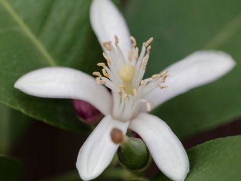 九里香怎样繁殖扦插,九里香开完花怎么修剪