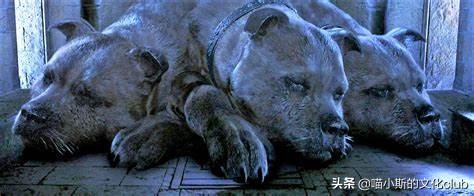 哈利波特三头犬怎么不击败三头犬,哈利波特里的三头犬长什么样