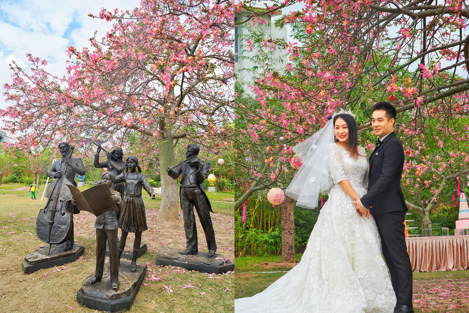 广州粉色浪漫花海,广东秋天粉色花海