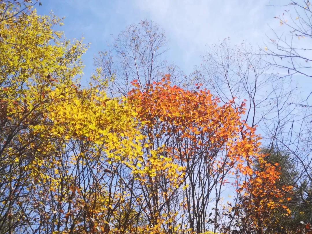 甲友心声2019,甲友心声向甲癌致谢