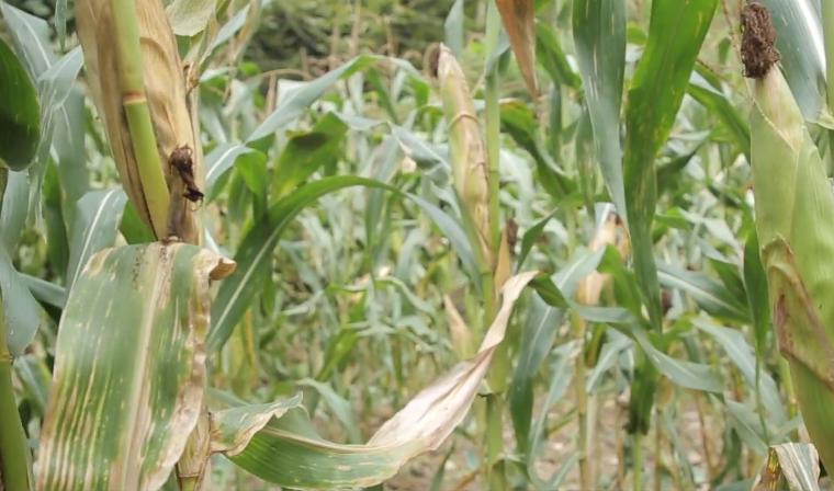 玉米锈病影响下茬小麦怎样解决,玉米锈病危害