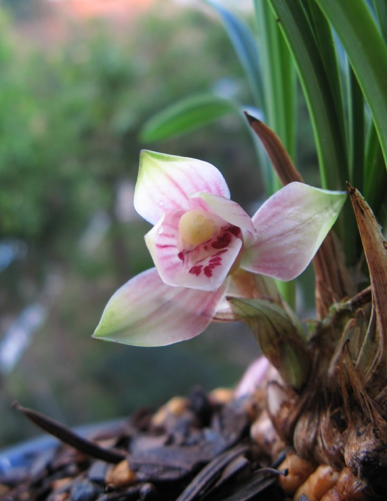 春兰荷瓣艺草名品欣赏,春兰荷瓣名品兰花价格