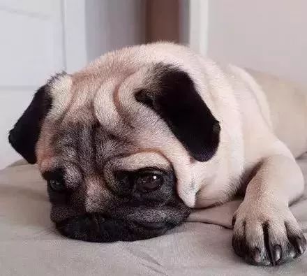 处理狗狗皮肤病的小妙招,狗狗皮肤发红是什么皮肤病