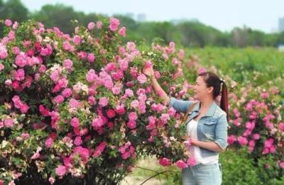 昌吉五家渠市,昌吉乌鲁木齐五家渠