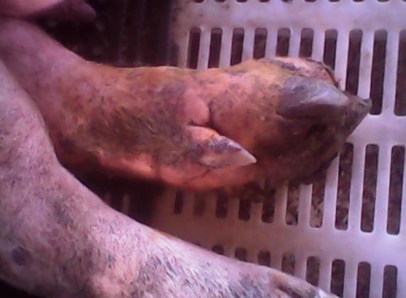 猪烂蹄子病多发在什么季节,猪烂蹄症状