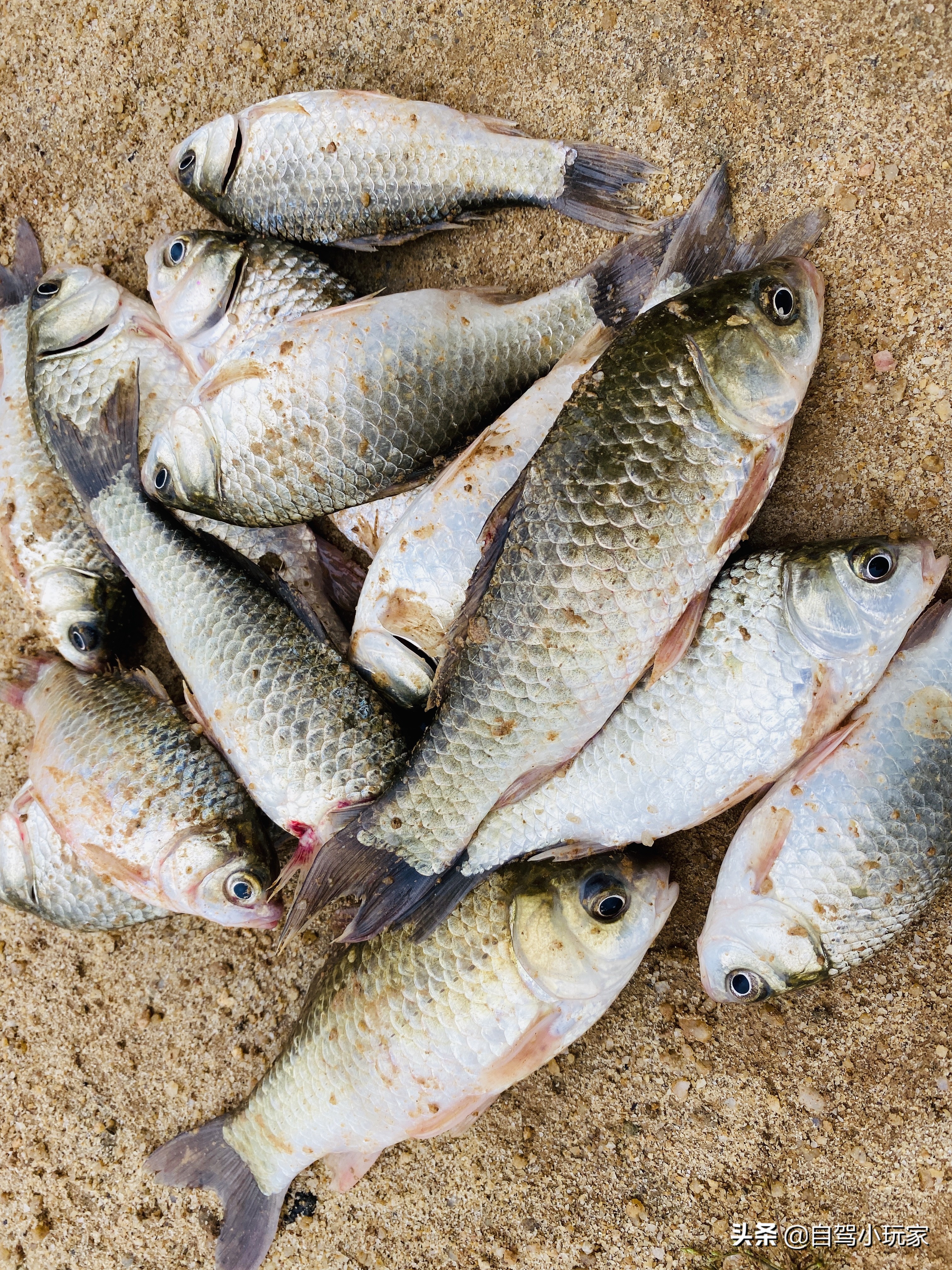 万绿湖水下探秘,万绿湖探险