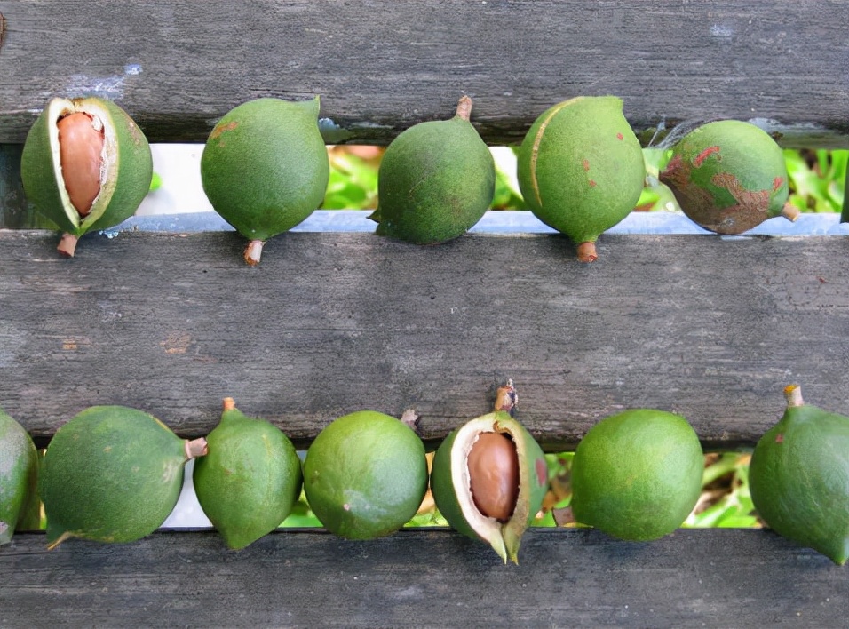 夏威夷果名不副实的坚果,云南夏威夷果世界第一名坚果