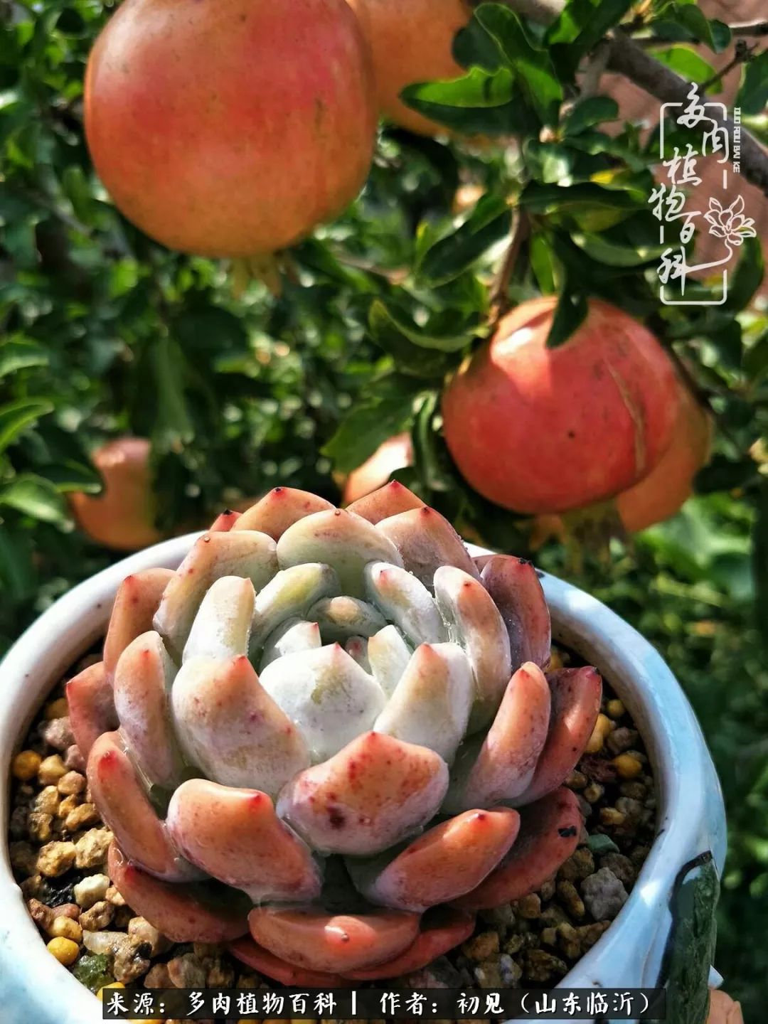 四季颜值在线的多肉,多肉的每一天