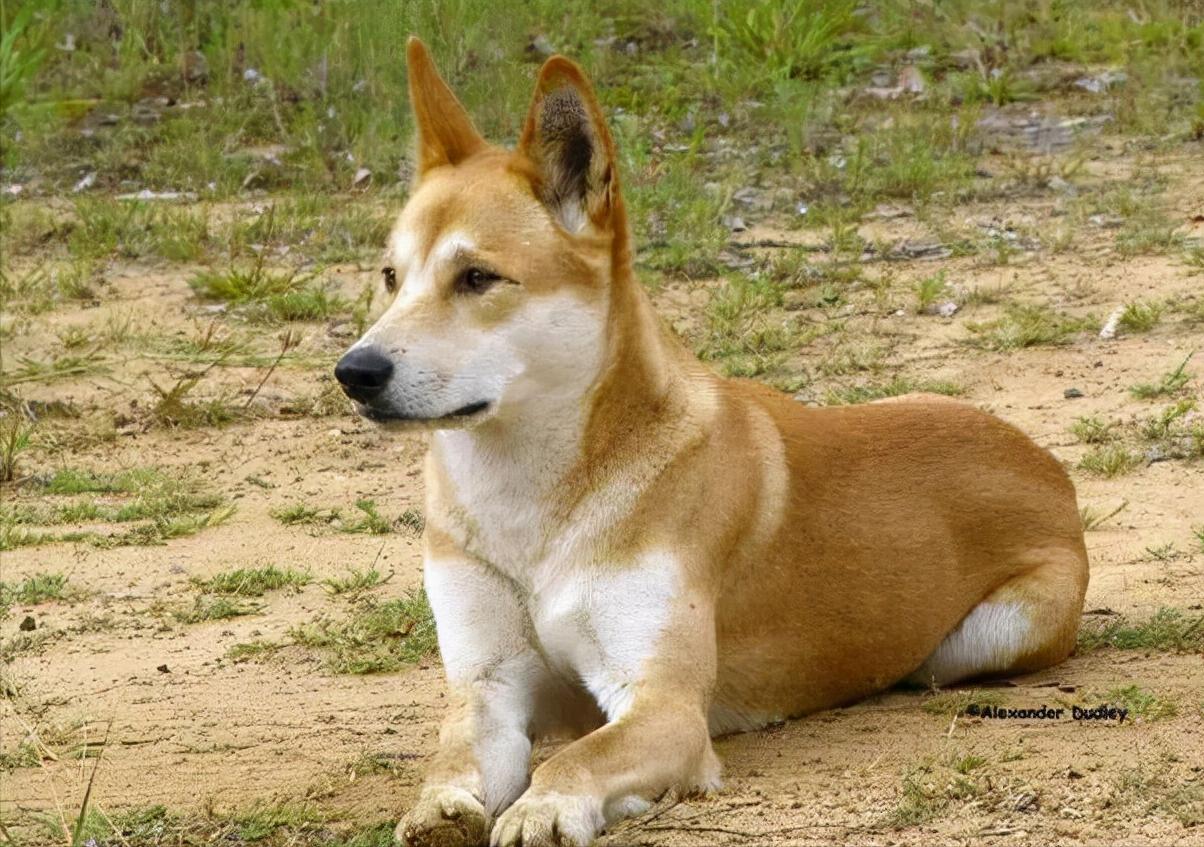 这6种狗是公认的无攻击性放心养,这6种狗很危险