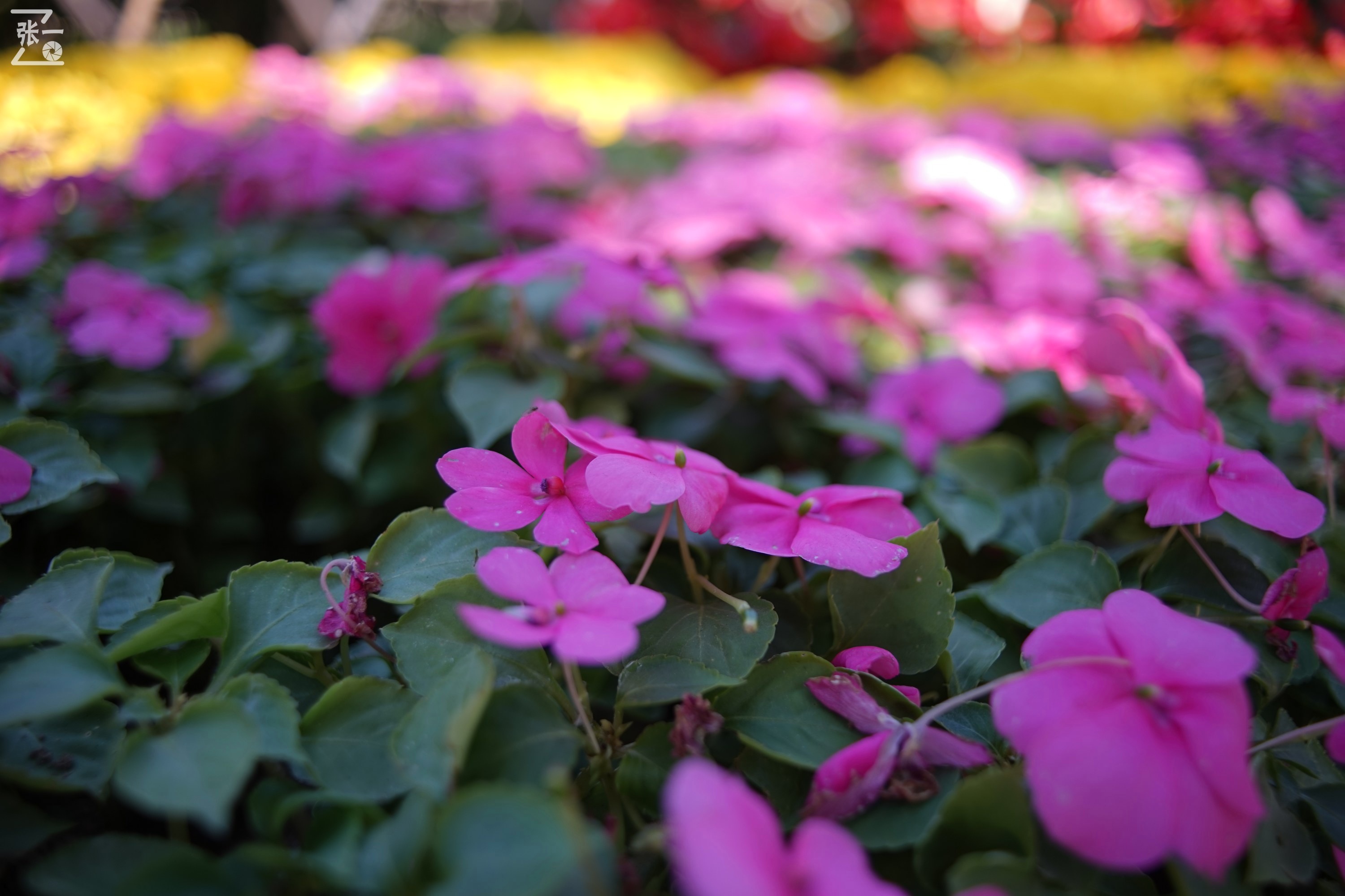 镜头测试：蔡司红T28/2.8+索尼微单A7实拍北京景山公园