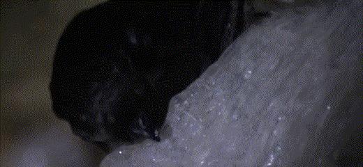 网红卖假燕窝,自曝假燕窝事件