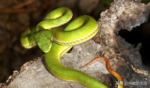 100种有毒的蛇,10种最毒的蛇是哪种蛇