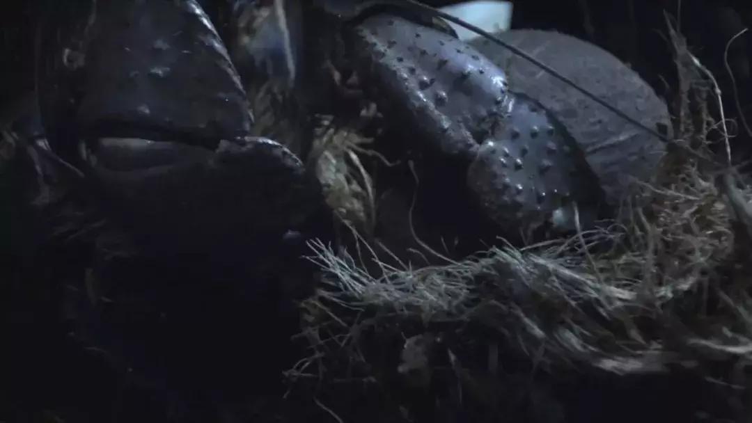 椰子和螃蟹能一起吃吗,传说中的椰子蟹剥开后全是蟹肉