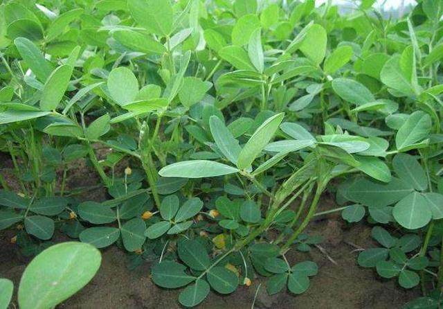 花生疯长结果少的原因,花生疯长