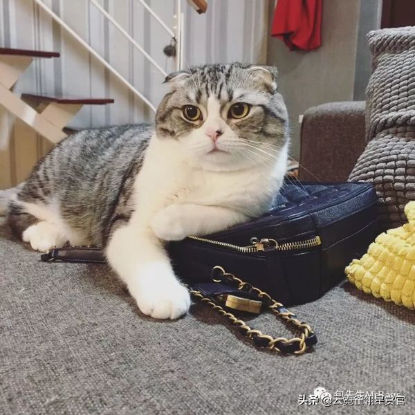 非常好看的宠物包,大家的包都带什么玩偶