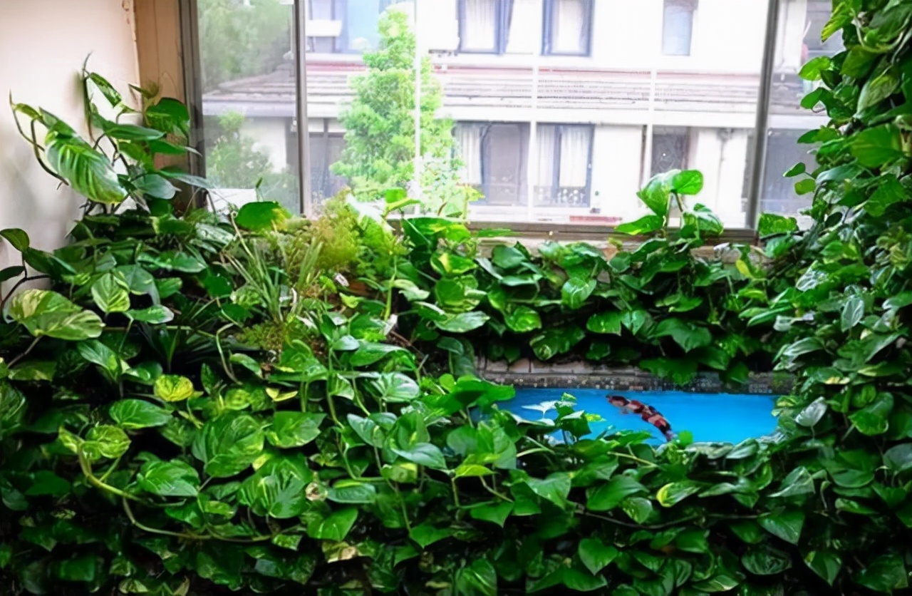 绿萝放什么药片疯长,一粒药能让绿萝疯长