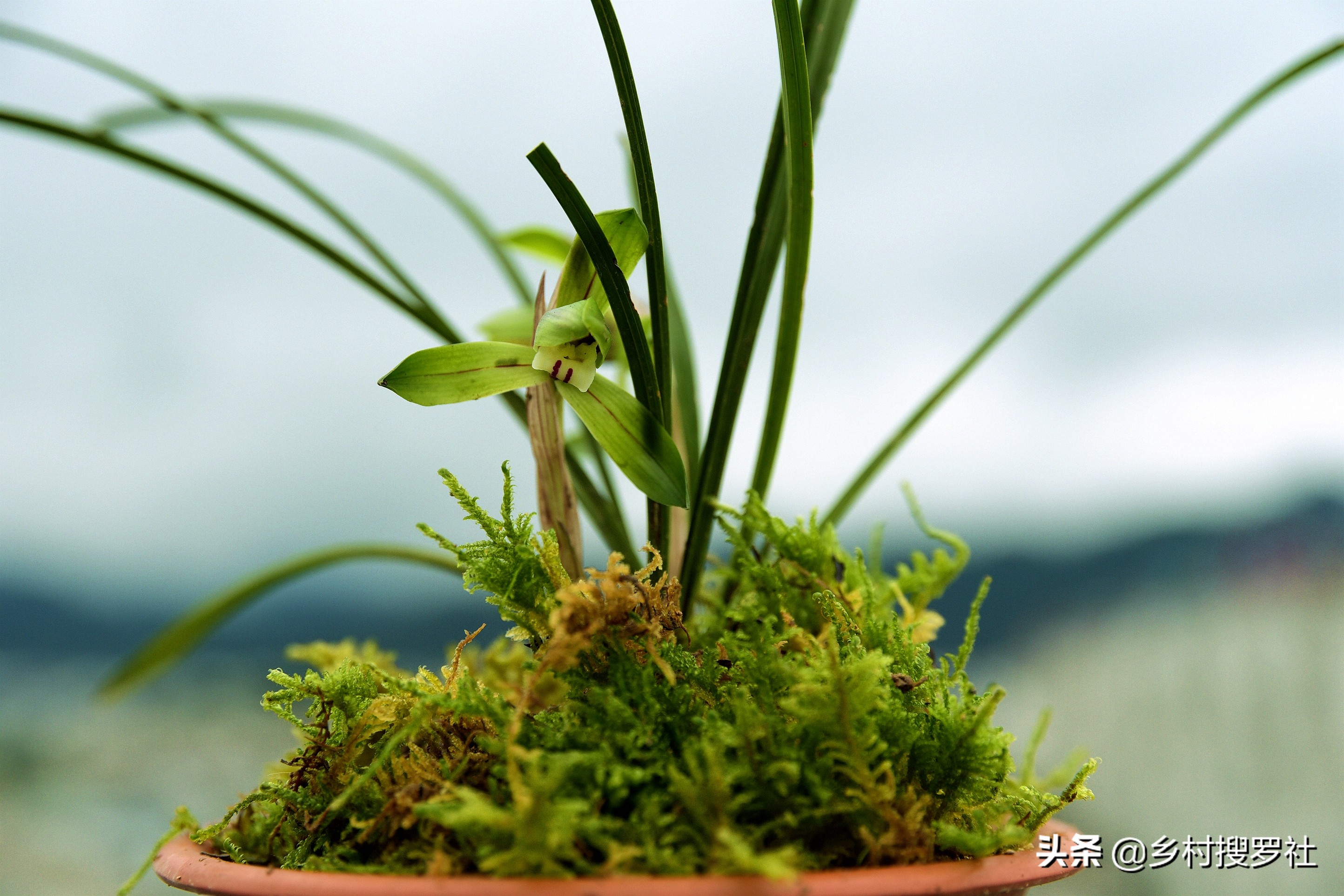 兰花如何栽培才长得好,兰花如何栽培才能长得茂盛