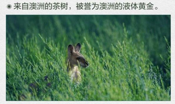 鼻炎用精油按摩有效吗,茶树精油滴鼻子治鼻炎