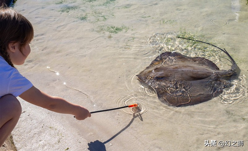 魟鱼的几个危险动作,魟鱼老是受惊吓